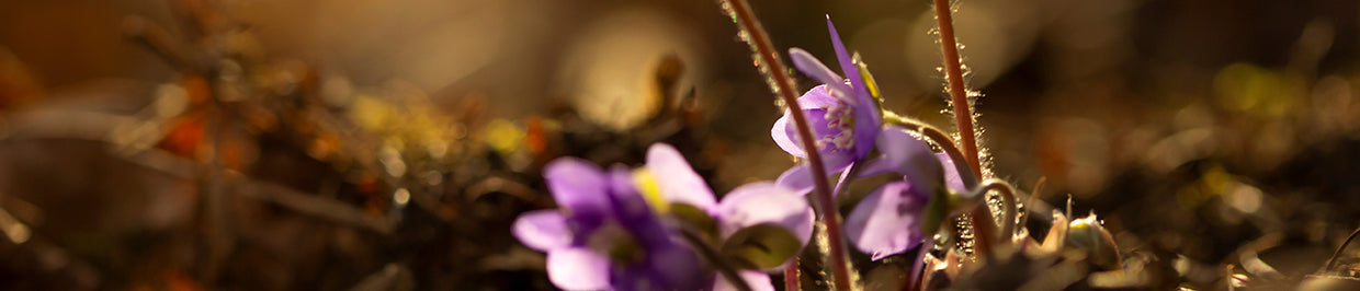 Winter 2026 Wild Life